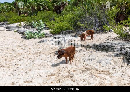 Die berühmten schwimmenden Schweine (Wildschweine) der Bahamas leben auf einer unbewohnten Insel in Exuma namens Big Major Cay (besser bekannt als Schweineinsel). Stockfoto