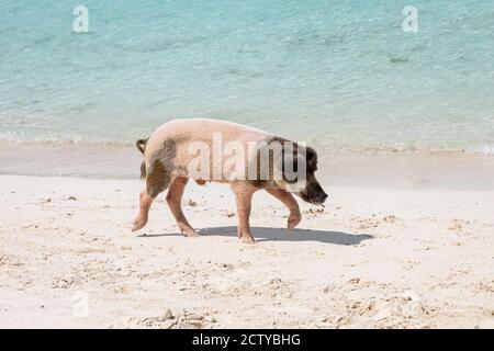 Die berühmten schwimmenden Schweine (Wildschweine) der Bahamas leben auf einer unbewohnten Insel in Exuma namens Big Major Cay (besser bekannt als Schweineinsel). Stockfoto