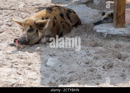 Die berühmten schwimmenden Schweine (Wildschweine) der Bahamas leben auf einer unbewohnten Insel in Exuma namens Big Major Cay (besser bekannt als Schweineinsel). Stockfoto