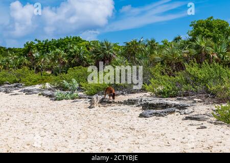 Die berühmten schwimmenden Schweine (Wildschweine) der Bahamas leben auf einer unbewohnten Insel in Exuma namens Big Major Cay (besser bekannt als Schweineinsel). Stockfoto