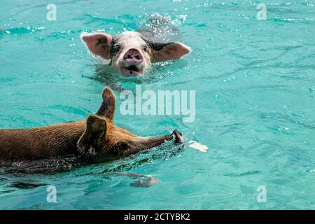 Die berühmten schwimmenden Schweine (Wildschweine) der Bahamas leben auf einer unbewohnten Insel in Exuma namens Big Major Cay (besser bekannt als Schweineinsel). Stockfoto