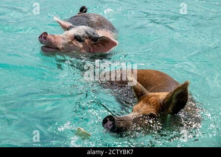 Die berühmten schwimmenden Schweine (Wildschweine) der Bahamas leben auf einer unbewohnten Insel in Exuma namens Big Major Cay (besser bekannt als Schweineinsel). Stockfoto