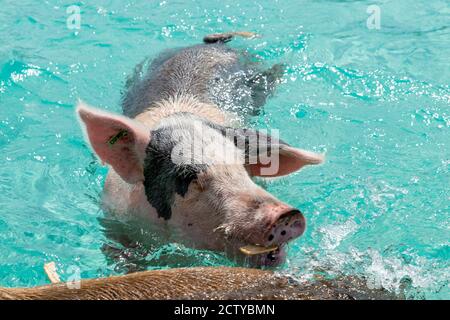 Die berühmten schwimmenden Schweine (Wildschweine) der Bahamas leben auf einer unbewohnten Insel in Exuma namens Big Major Cay (besser bekannt als Schweineinsel). Stockfoto