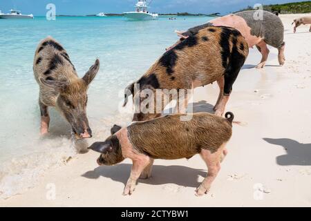 Die berühmten schwimmenden Schweine (Wildschweine) der Bahamas leben auf einer unbewohnten Insel in Exuma namens Big Major Cay (besser bekannt als Schweineinsel). Stockfoto