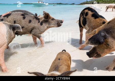 Die berühmten schwimmenden Schweine (Wildschweine) der Bahamas leben auf einer unbewohnten Insel in Exuma namens Big Major Cay (besser bekannt als Schweineinsel). Stockfoto