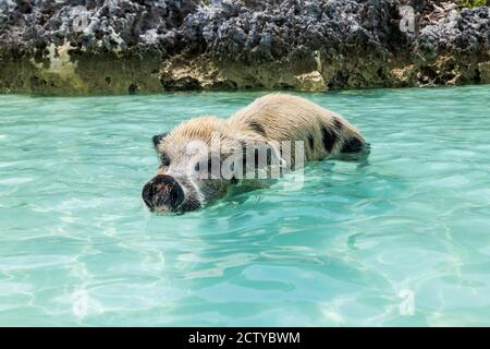 Die berühmten schwimmenden Schweine (Wildschweine) der Bahamas leben auf einer unbewohnten Insel in Exuma namens Big Major Cay (besser bekannt als Schweineinsel). Stockfoto