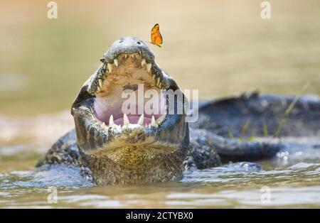 Pantanal caiman mit Schmetterling auf Spitze der Schnauze, Brasilien Stockfoto