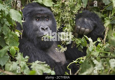 Nahaufnahme eines Berggorillas (Gorilla beringei beringei), der Blatt frisst, Ruanda Stockfoto