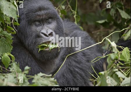 Nahaufnahme eines Berggorillas (Gorilla beringei beringei), der Blatt frisst, Ruanda Stockfoto