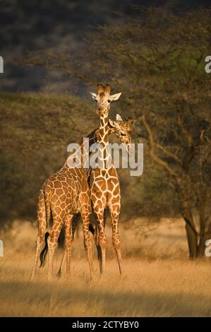 Zwei Netzgiraffen (Giraffa camelopardalis reticulata), Kenia Stockfoto