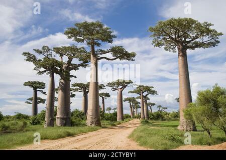 Baobab Bäumen (Adansonia digitata) über eine unbefestigte Straße, Allee der Baobabs, Morondava, Madagaskar Stockfoto