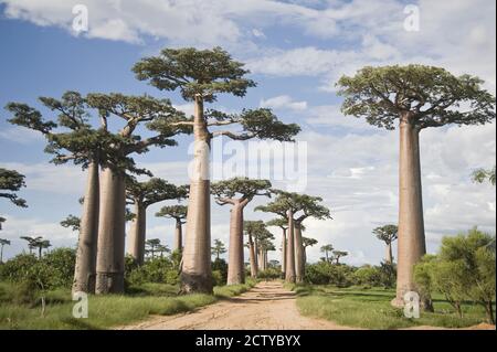 Baobab Bäumen (Adansonia digitata) über eine unbefestigte Straße, Allee der Baobabs, Morondava, Madagaskar Stockfoto