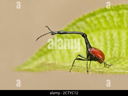Nahaufnahme eines Giraffenweevs (Trachelophorus giraffa) auf einem Blatt, Madagaskar Stockfoto