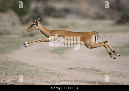 Impala (Aepyceros melampus) springt in einem Feld, Tansania Stockfoto