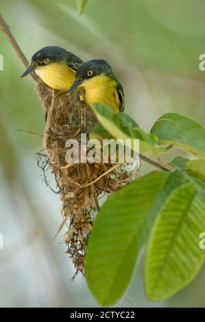 Nahaufnahme von zwei gemeinsamen Tody-Flycatchers (Todirostrum cinereum), Brasilien Stockfoto