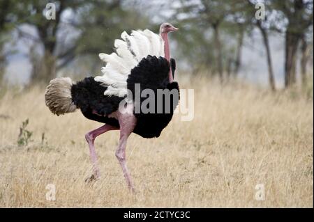 Masai ostrich (Struthio camelus massaicus) in einem Wald, Tansania Stockfoto