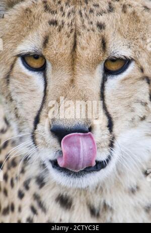 Nahaufnahme eines Geparden (Acinonyx jubatus), der Lippen leckt, Tansania Stockfoto