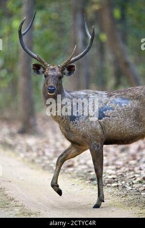 Sambar (Rusa unicolor) in einem Wald, Indien Stockfoto