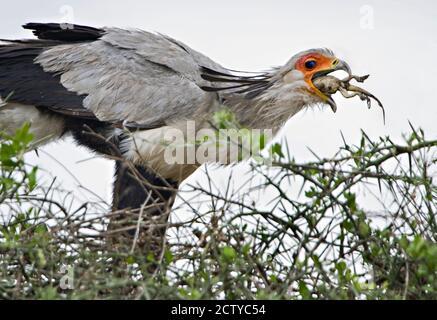 Sekretärvogel (Schütze serpentarius), der auf einer Eidechse, Tansania, ernährt Stockfoto