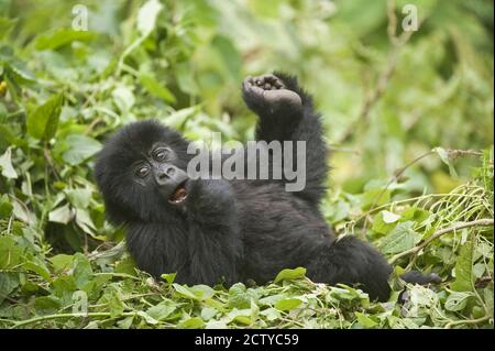 Berggorilla (Gorilla beringei beringei) Baby in einem Wald, Ruanda Stockfoto