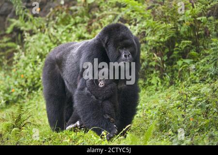 Berggorilla (Gorilla beringei beringei) Wandern mit seinem Jungen, Ruanda Stockfoto