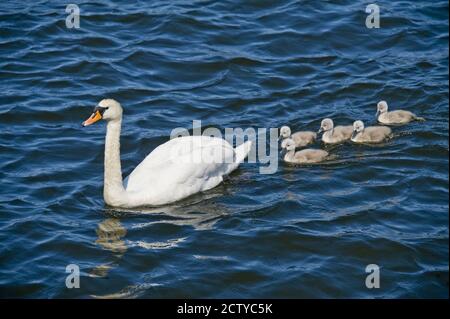 Schwan mit seinen Cygnets schwimmen in einem See, Stockholm, Schweden Stockfoto