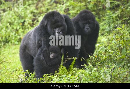 Berggorillas (Gorilla beringei beringei) mit Baby, Ruanda Stockfoto