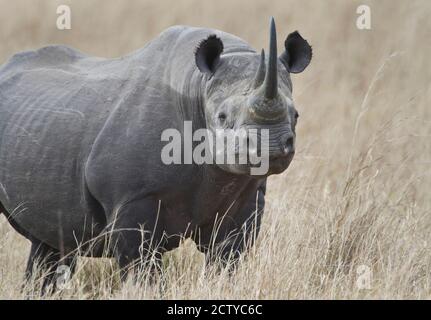 Schwarzes Nashorn (Diceros bicornis) auf einem Feld, Kenia Stockfoto