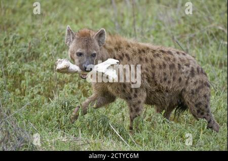 Hyäne trägt Büffelknochen im Mund, Tansania Stockfoto