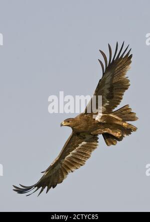 Steppenadler (Aquila nipalensis) im Flug, Tansania Stockfoto