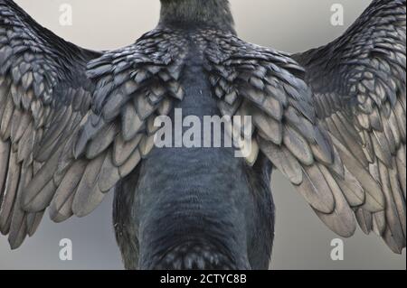 Brandts Kormoran (Phalacrocorax penicillatus) dehnt Flügel aus, Kalifornien, USA Stockfoto