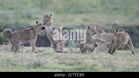 Löwenjungen (Panthera leo) im Spiel, Tansania Stockfoto