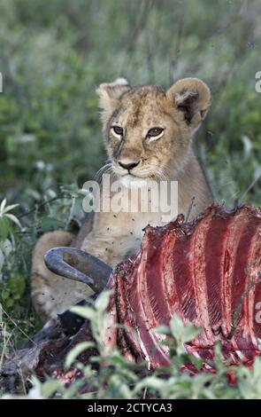 Löwenjunge (Panthera leo) füttert an einer der wildebesten Rippen, Tansania Stockfoto