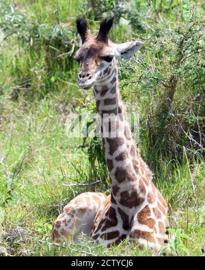 Eine junge Masai Giraffe (Giraffa camelopardalis tippelskirchii) rast, während ihre Mutter auf nahe gelegenen Bäumen stösst. Arusha Nationalpark. Arusha, Tanz Stockfoto