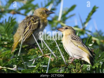 Zwei weibliche Speke-Weberinnen (Ploceus spekei) beobachten, wie Männchen an ihren Nestern in einer nistenden Kolonie in einem dornigen Akazienbaum arbeiten. Stockfoto