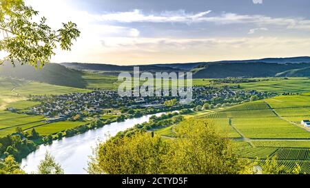 Schönes moseltal mit Blick auf Trittenheim in Deutschland Stockfoto