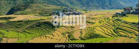 Reis terrassierte Felder und Häuser in den Bergen, Punakha, Bhutan Stockfoto