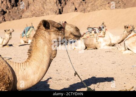 Kamele im Wüstengebiet des südlichen Sinai in der Nähe von Sharm El-Sheikh während einer Safari-Tour (Ägypten). Stockfoto