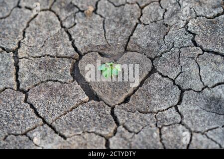 Trockene ausgetrocknete Erde, mit einem herzförmigen Zentrum mit einigen grünen Pflanzen. Stockfoto