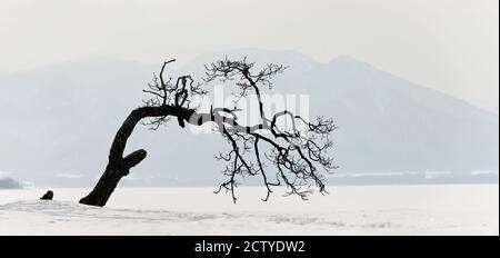 Verdrehter Baum an einem gefrorenen See, Lake Kussaro, Hokkaido, Japan Stockfoto