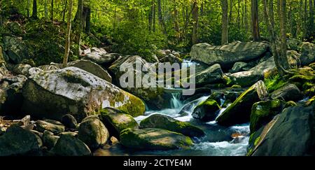 Bach in einem Wald, Roaring Fork River, Roaring Fork Motor Nature Trail, Great Smoky Mountains National Park, Tennessee, USA Stockfoto