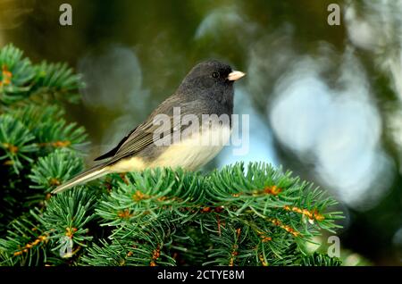 Ein dunkeläugiger junco 'Junco hyemalis' auf einer grünen Fichte Baumstruktur Stockfoto