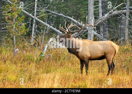 Ein wilder Stierelelch 'Cervus alaphus', der aus einem Waldgebiet im ländlichen Alberta Kanada aufhält, um anzurufen. Stockfoto