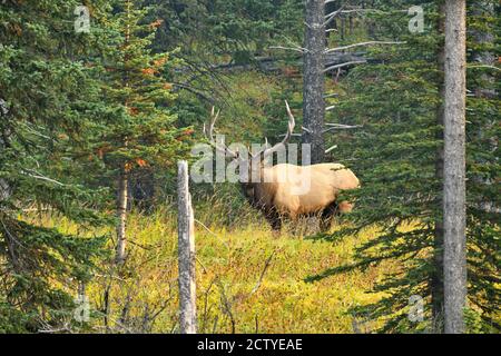 Ein wilder Bullenelch 'Cervus alaphus', der durch ein Waldgebiet im ländlichen Alberta Kanada spazierengeht. Stockfoto