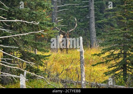 Ein wilder Bullenelch 'Cervus alaphus', der durch eine Öffnung in einem stark bewaldeten Gebiet im ländlichen Alberta Kanada spähtend. Stockfoto