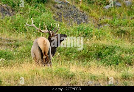 Ein großer Bullenelch ' Cervus elaphus, bugling eine Herausforderung in Brunftzeit im ländlichen Alberta Kanada. Stockfoto