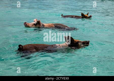 Die berühmten schwimmenden Schweine (Wildschweine) der Bahamas leben auf einer unbewohnten Insel in Exuma namens Big Major Cay (besser bekannt als Schweineinsel). Stockfoto