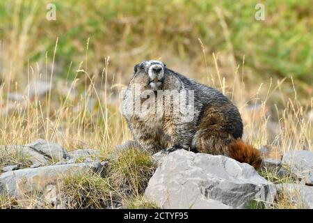 Ein wildes Murmeltier 'Murmota caligata', das auf einem Felsen auf einem felsigen Berghang im ländlichen Alberta Kanada sitzt Stockfoto