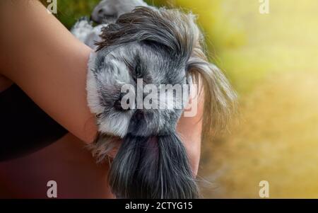 Eine junge Frau hält ihren kranken, niedlichen Shih Tzu in den Armen. Stockfoto