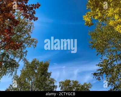 Herbstwald und blauer Himmel an einem sonnigen Tag. Rote und gelbe Bäume. Herbstrowan. Vorlagen für Angebote Stockfoto